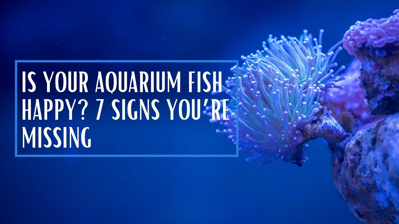 Is Your Aquarium Fish Happy? 7 Signs You’re Missing