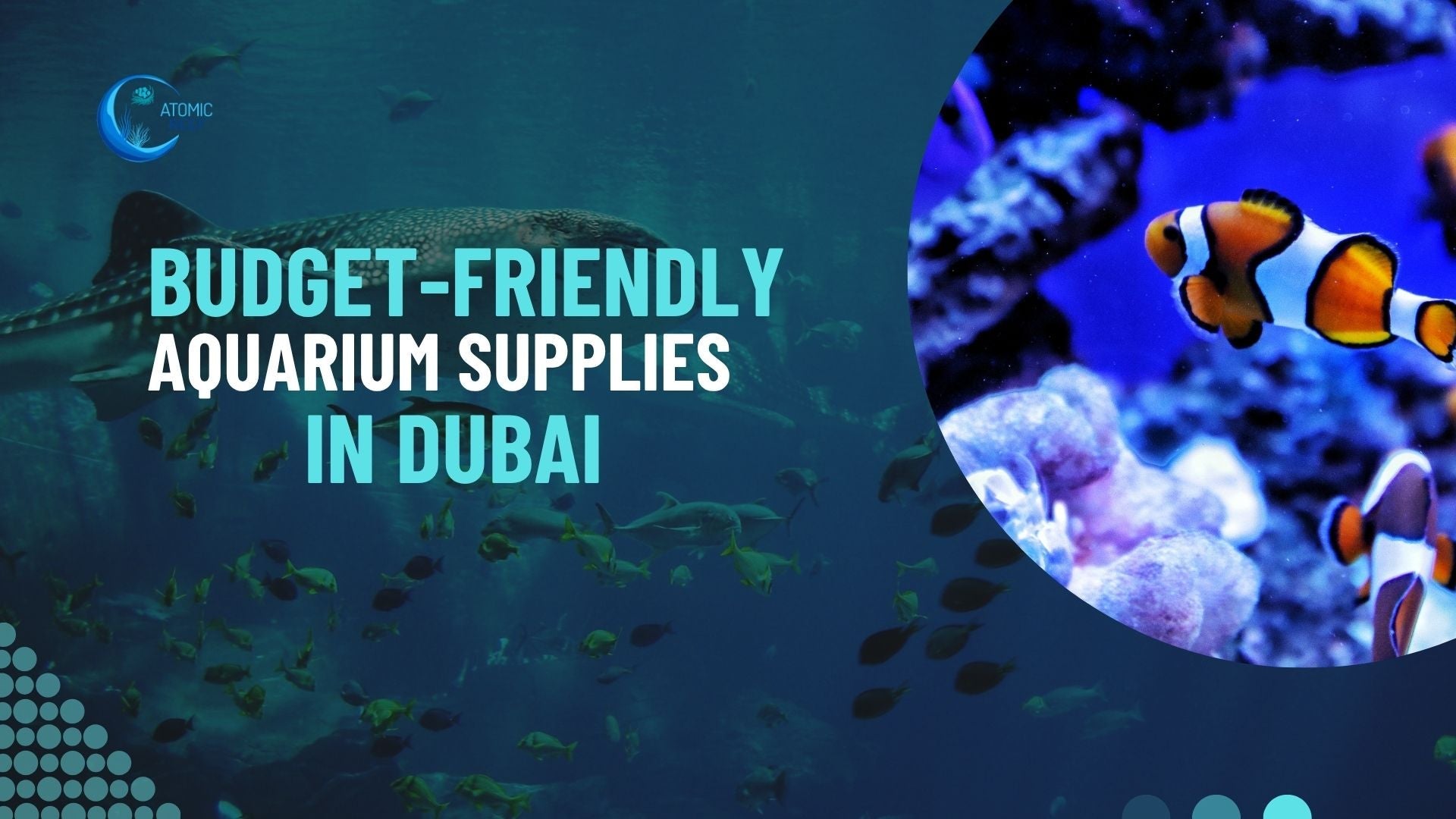 Budget-Friendly Aquarium Supplies for Beginners in Dubai