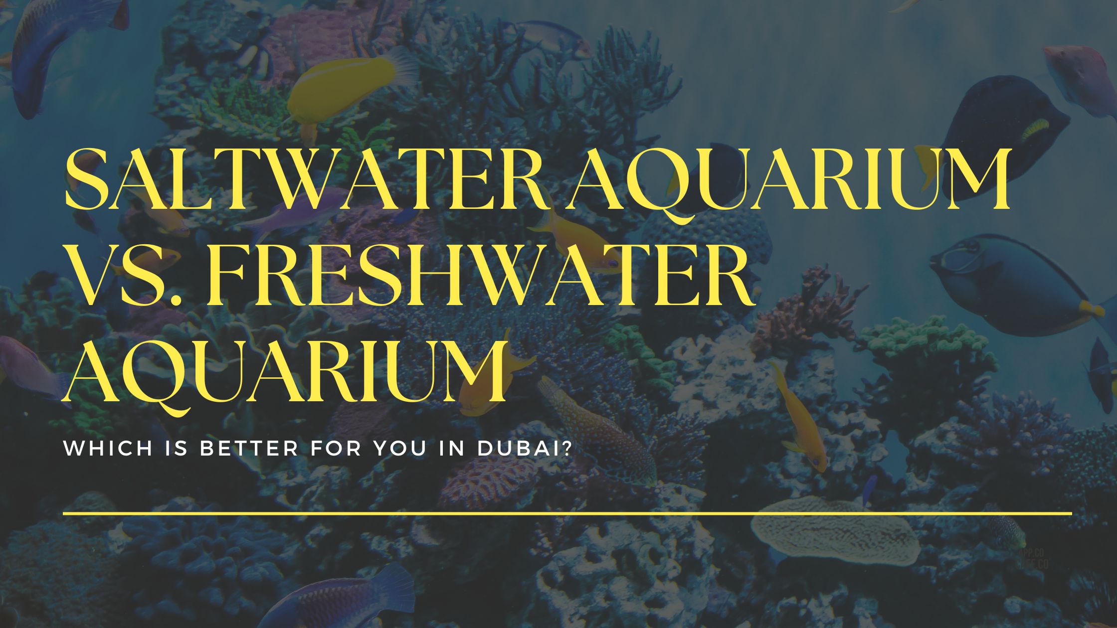 Saltwater Aquarium vs Freshwater Aquarium