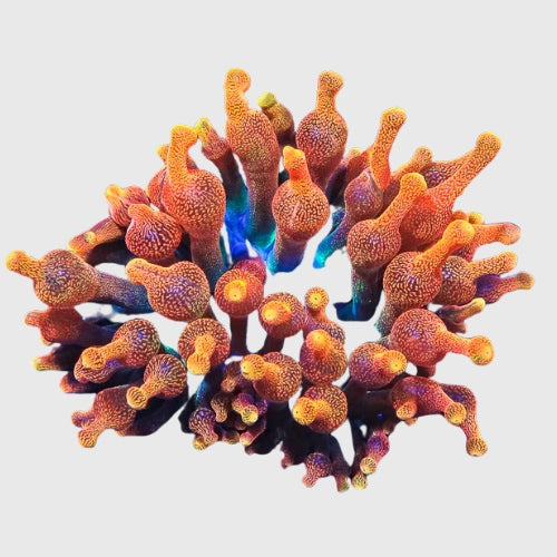 Anemones