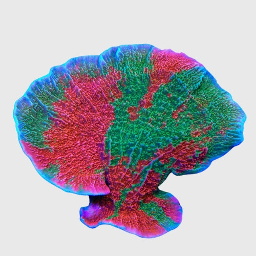 Signature Corals
