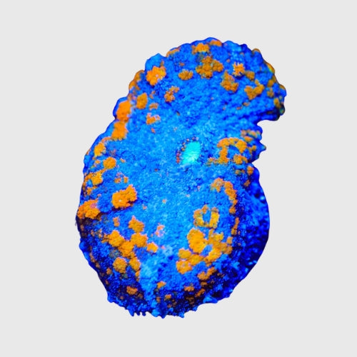 Coral Colonies