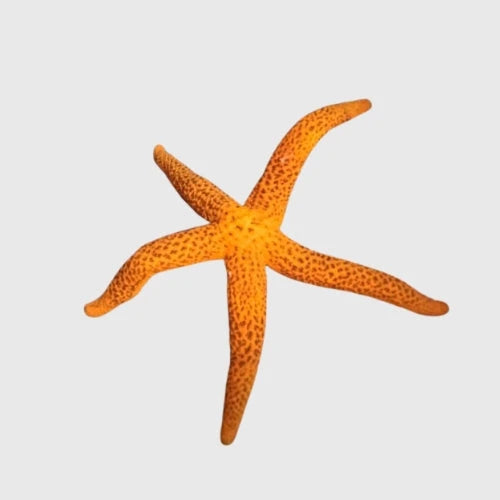 Starfish