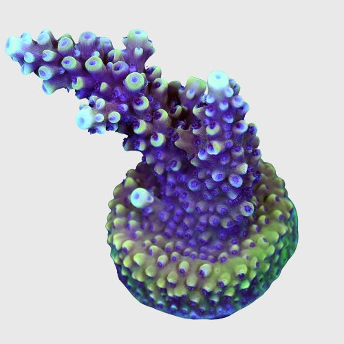 Acropora