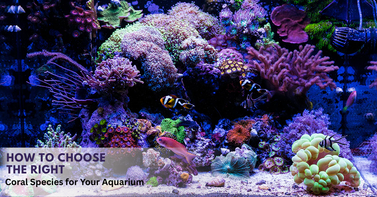 Coral Species for Your Aquarium