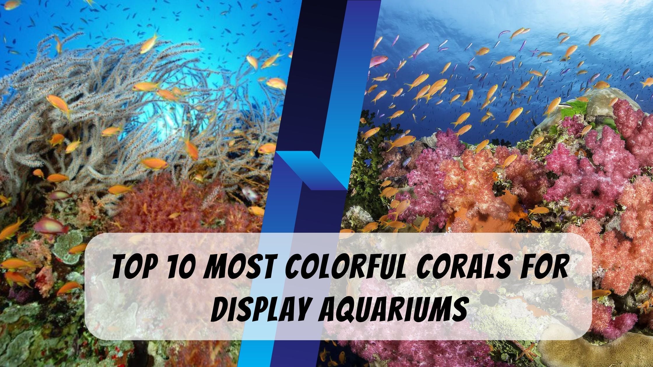Colorful Corals