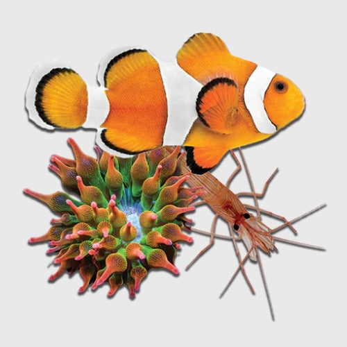 Fish & Inverts – ATOMICREEF CORALS AQUATIC & LIVE ANIMALS TRADING L.L.C