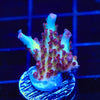 Vivids Rainbow Delight Acropora Coral 40% off